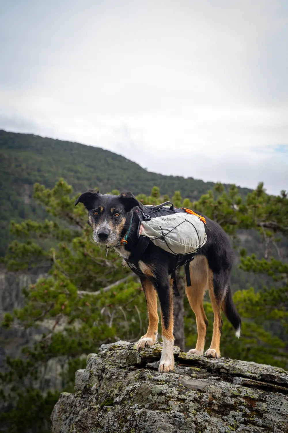 Non Stop Dogwear Trail light dog backpack