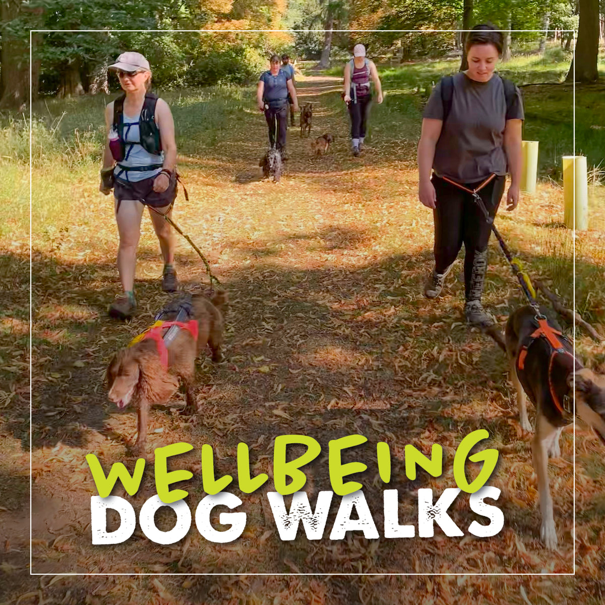 Wellbeing Dog Walks