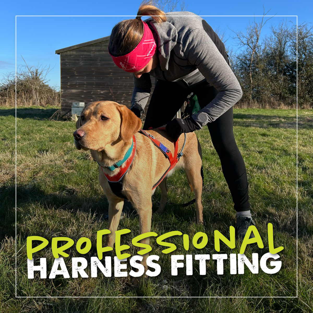 Professional Canicross Equipment Fitting