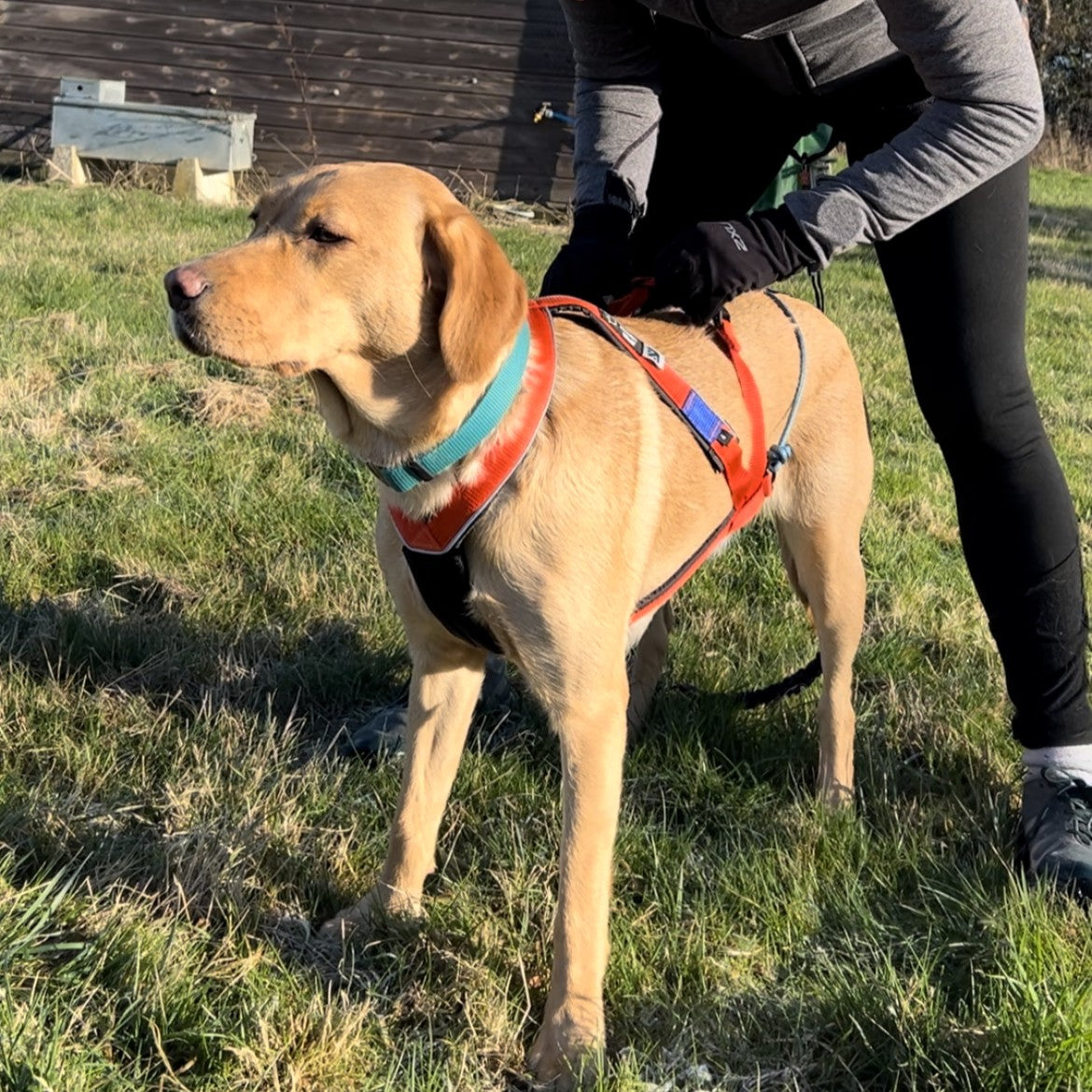 Arctic Wolf Multi Sport harness