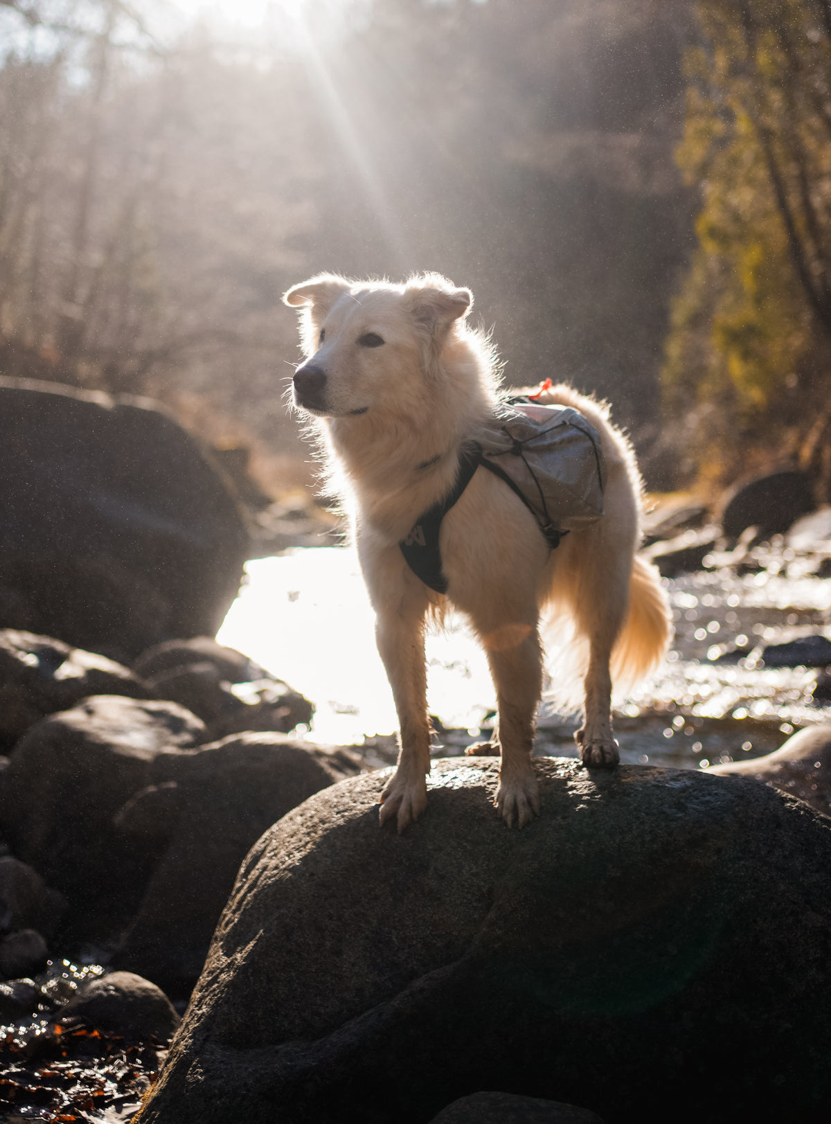 Non Stop Dogwear Trail light dog backpack
