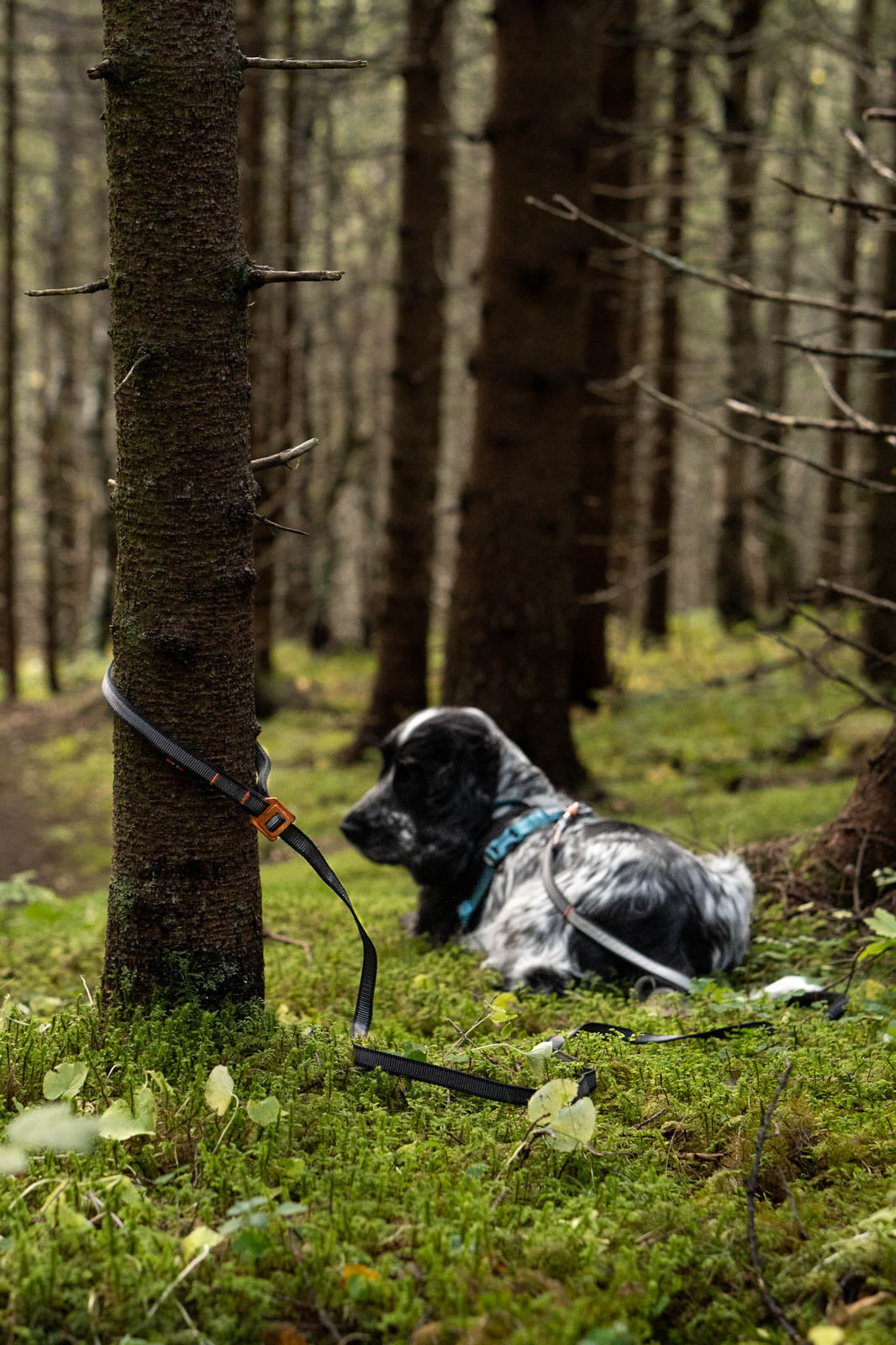 Non Stop Dogwear Touring Bungee adjustable