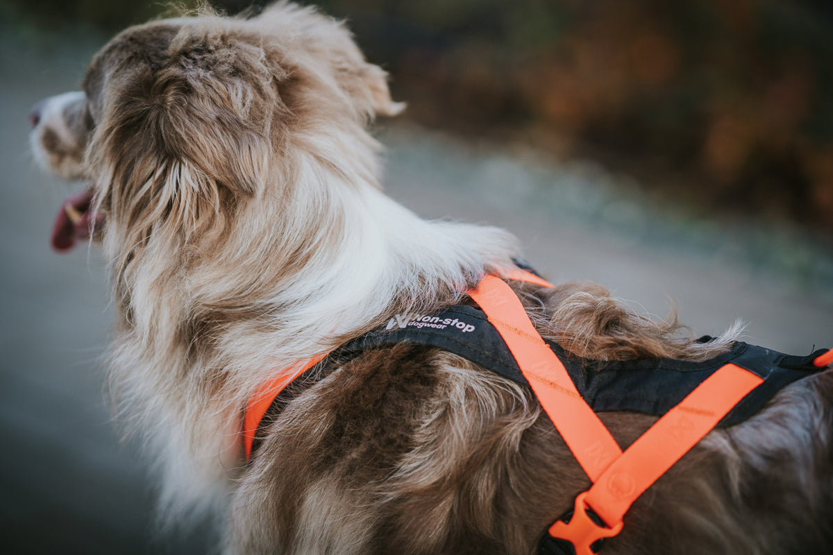 Non Stop Rush harness