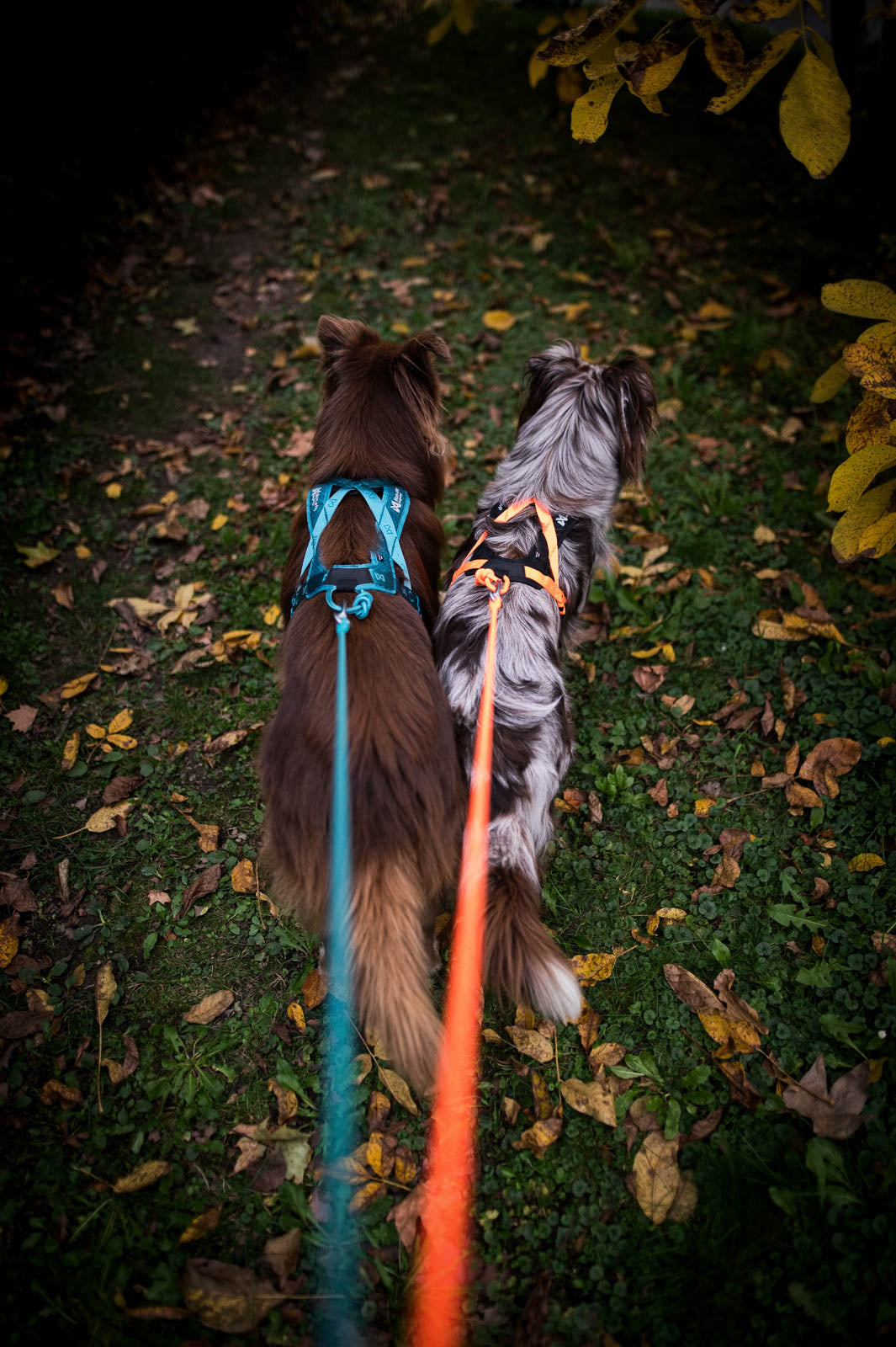 Non Stop Rush harness